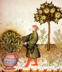 Nova 2644 fol.31r Coupe de basilic, du Tacuinum Sanitatis